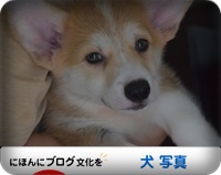 にほんブログ村 犬ブログ 犬 写真へ